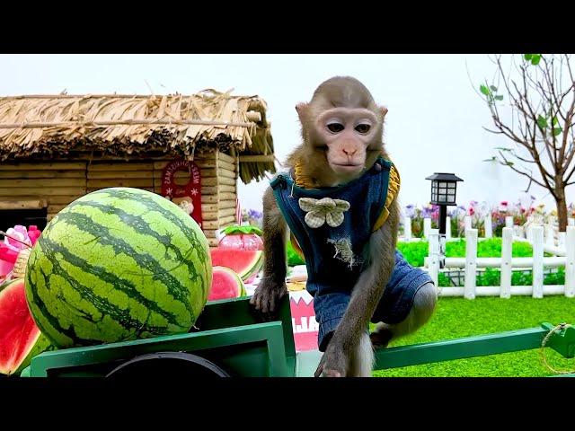 Monkey DOKI Sells Watermelons at Shopping Festival