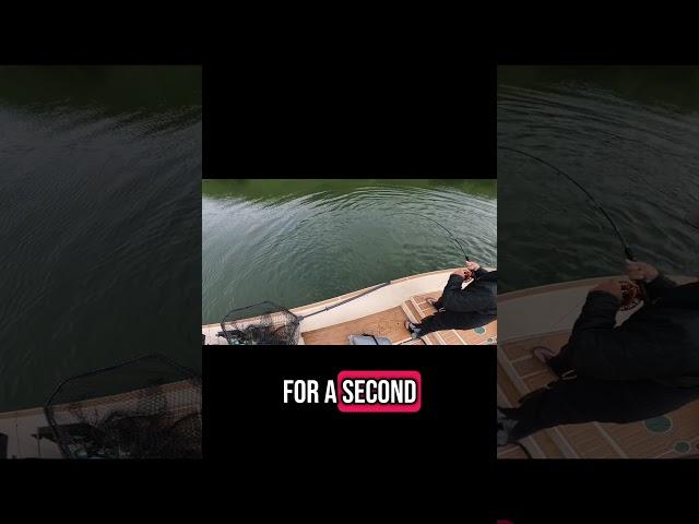 Wildest Musky Eat Ever: Rod Tap  Miss  Explosion!  #keystoneanglersguideservice #muskyonthefly