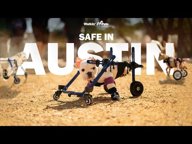 Rescued Animals Rescuing Children - Safe in Austin