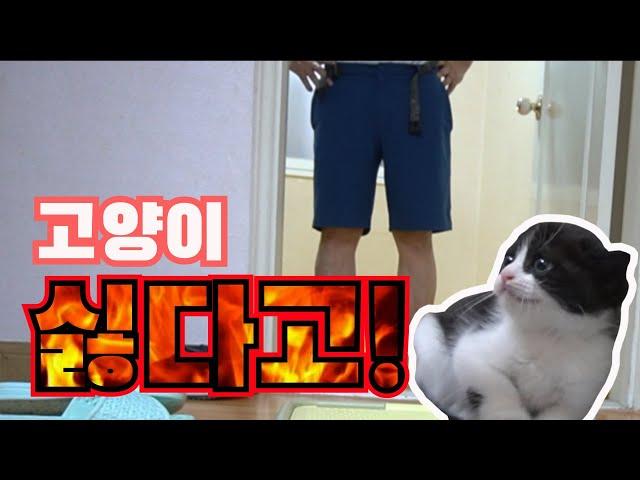 (ENG SUB) Prank on Dad who hates Cat | CatOutdoor