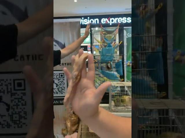 ball python snake#aqua circle expo 2022