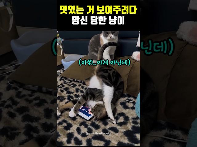 멋있는거 보여주려다 망신 당한 냥이ㅋㅋㅋㅋㅋ
