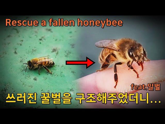 The process of making friends with a honeybee.