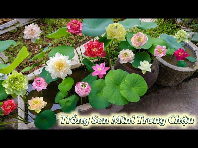 Techniques for growing Mini Lotus Water in pots at home