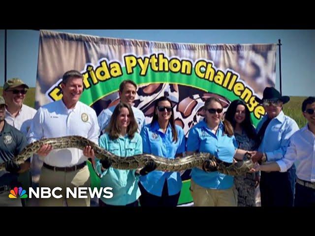 Florida wildlife authorities hold annual python challenge