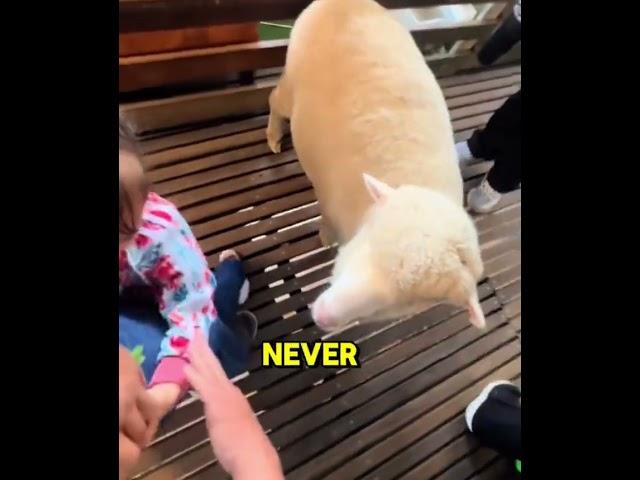 Can you hold your laugh ? Girl Meets Sheep Hilarious and Sweet Moment