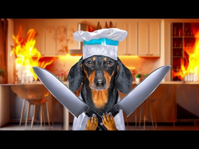 Kitchen Nightmare! Cute & funny dachshund dog video!