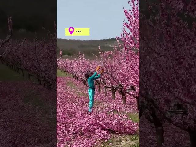 Стрижка персиковых деревьев – пожалуй, одно из самых ароматных и красивых занятий #крым #персики