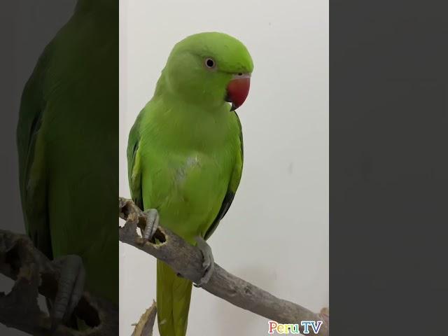Parrot Calling Sound  #parrot #viral #shorts