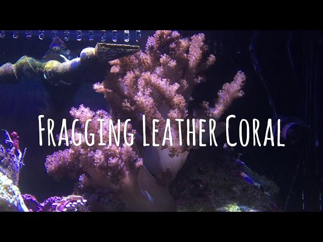 Fragging Leather Coral with Sharbuckles Reef