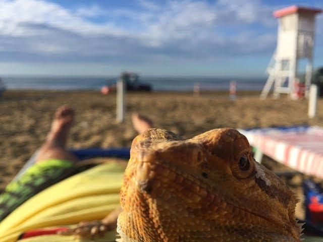 Travelling with a bearded dragon to ITALY to the beach