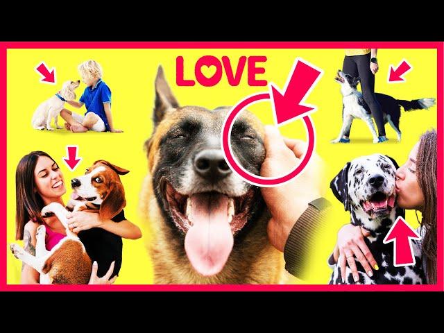 12 Ways to Tell Your Dog You Love Him