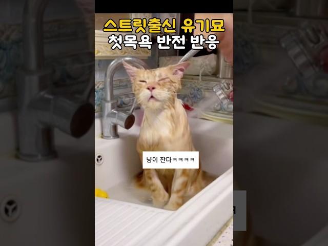 스트릿출신 유기묘 첫목욕 반전 반응  #냥춘기 #냥청미 #cutecat