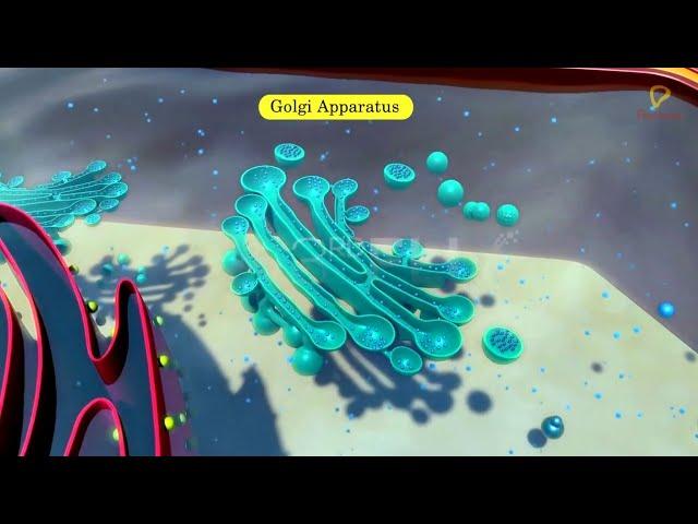 Practically's Concepts - Golgi Apparatus - #LearnPractically