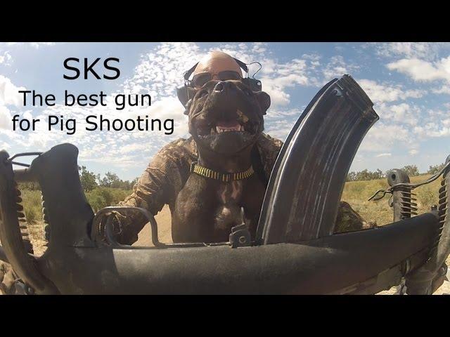 The Best Gun for Hunting Wild Pigs in Australia- Part 5- SKS