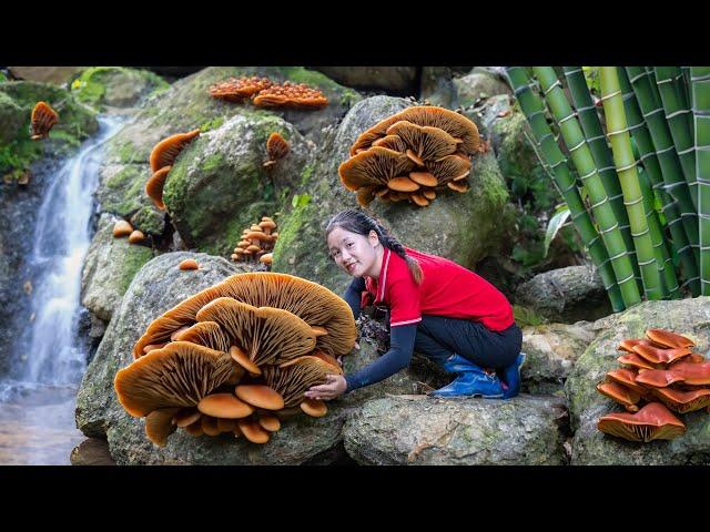 Harvesting Wood Ear Mushroom in Forest to sell | Ella Daily Life