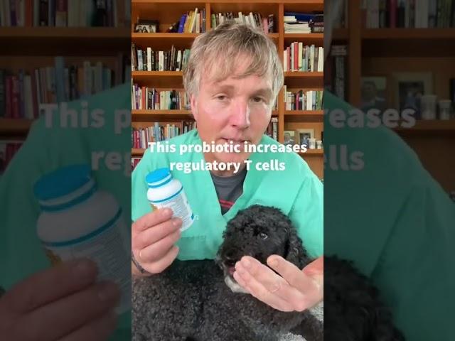 A probiotic stopping dog itching from allergies