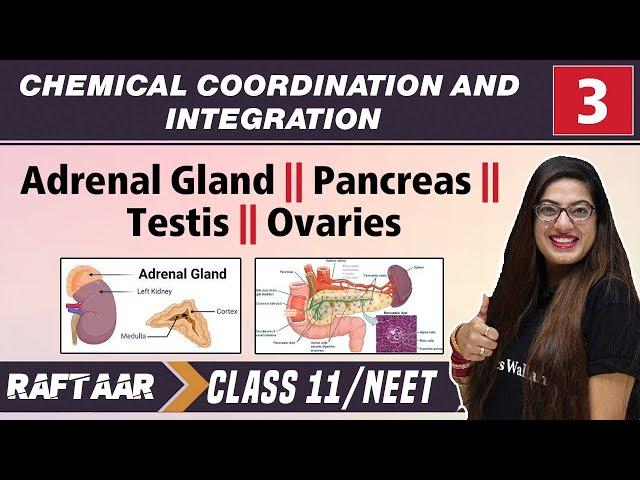 Chemical Coordination & Integration 03 || Adrenal Gland || Pancreas || Testis || Ovaries || Class 11