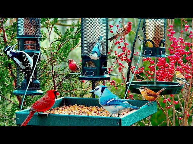 LIVE 4K Winter Garden Bird Feeder: Cardinals, Woodpeckers, Snow Birds, Juncos, Christmas Wonderland