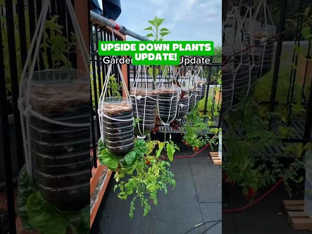 Upside Down Plants? Small Balcony Garden Update You Need to See! #balconygarden