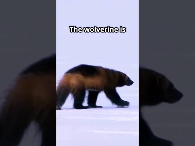Wolverine vs Honey Badger: Nature’s Most Savage Showdown