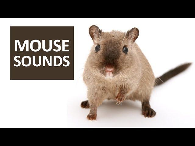 MOUSE SOUNDS for Cats | 5 Mice Squeaking Sound Effect HD