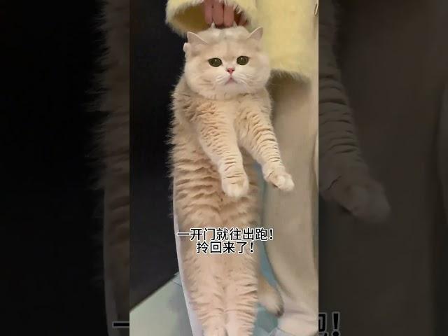 【#薄荷猫猫甜不甜】一开门就往出跑!喊又喊不回!拎回来了! #薄荷猫猫 #我和我的猫 #猫咪