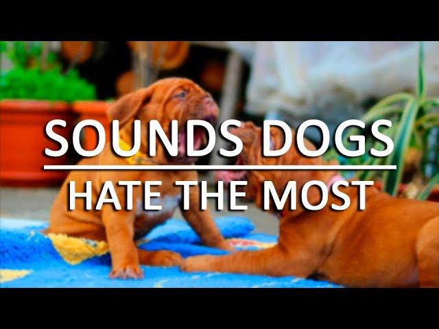 10 Sounds Dogs Hate the Most HQ