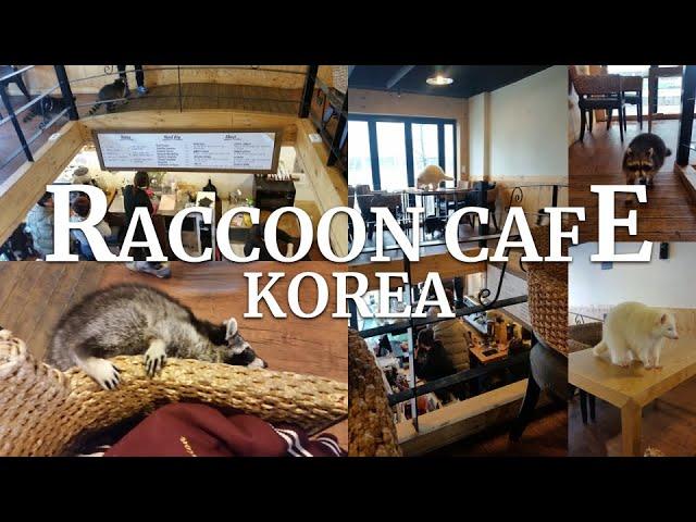 RACCOON CAFE | KOREA