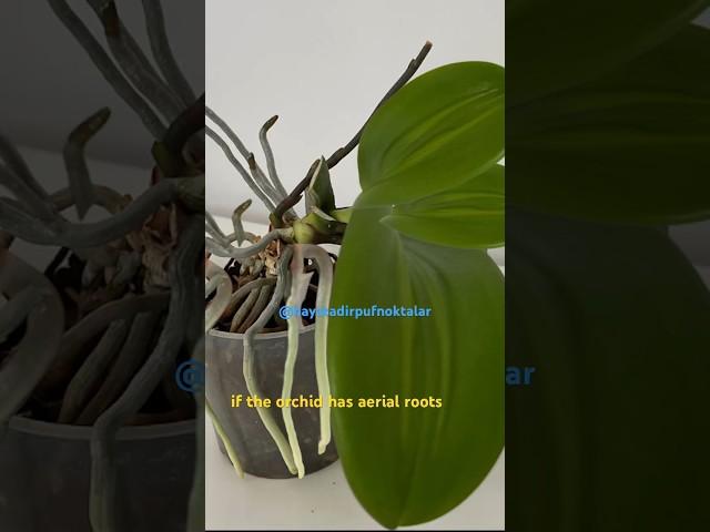 Do this to the aerial roots️you will get lots of flower branches. #hayatadairpüfnoktalar ,#plants