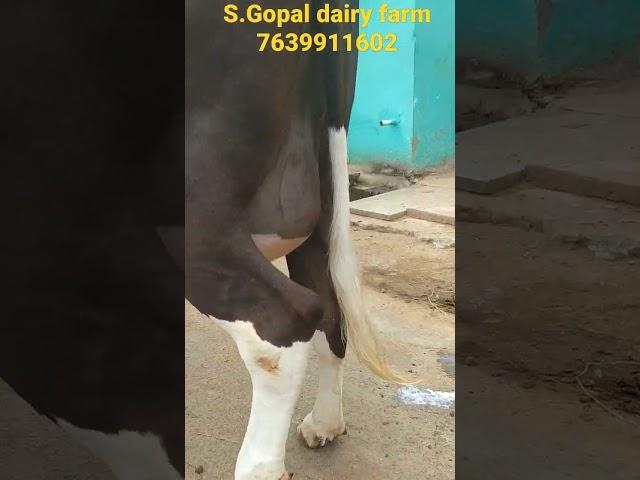 S.Gopal cattle farm HF and JERSEY cow for sales 7639911602 #tenkasi #tirunelveli #nagercoil #kerala