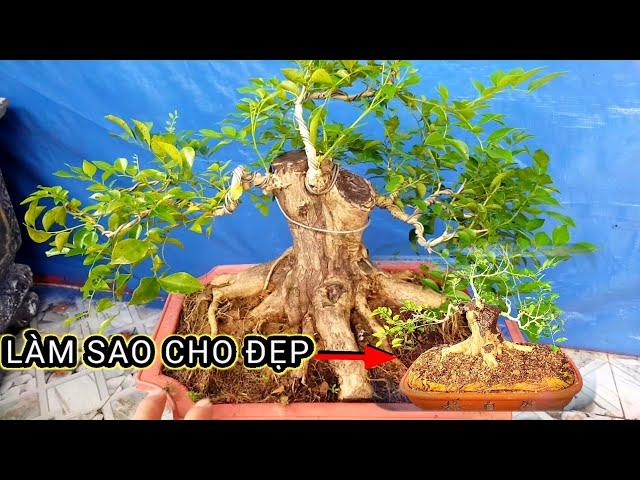 Cách khắc phục Nguyệt Quế bonsai lùn chưa lực