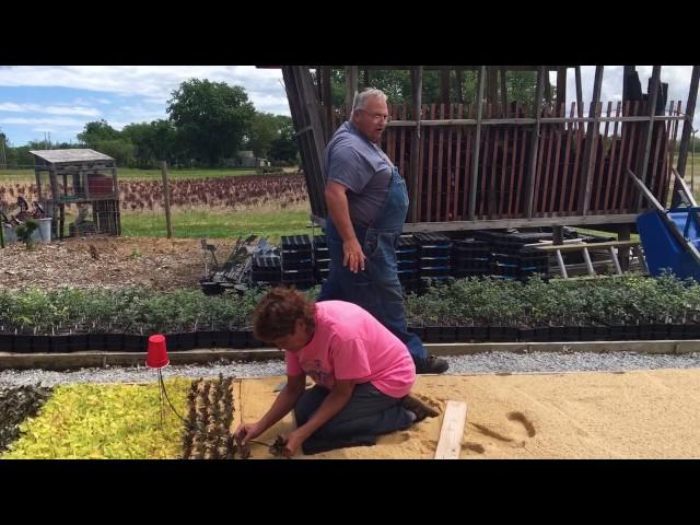 Heeling in rooted cuttings after pulling them from the propagation bed.