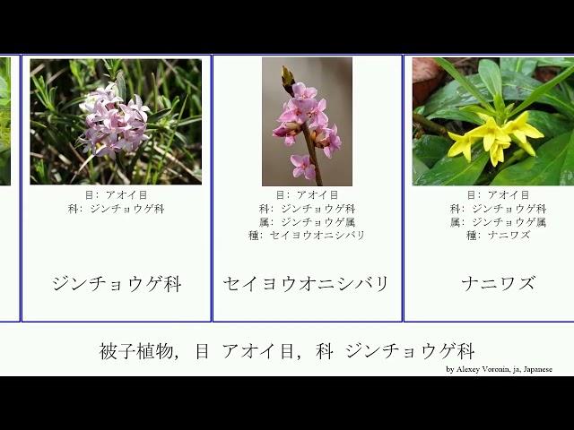 被子植物, 目 アオイ目, 科 ジンチョウゲ科 angiosperms Fuse カラスシキミ オニシバリ ゴニスティルス属 ピメレア属 アオガンピ属 Malvales ムニンアオガンピ ナニワズ