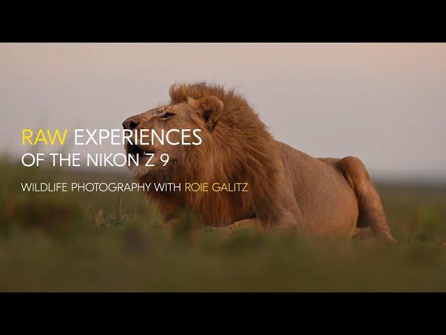 RAW experiences of the Nikon Z 9: Wildlife photography with Roie Galitz