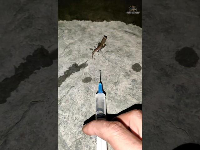 Catch and Release: The Ultimate Mudskipper Adventure!