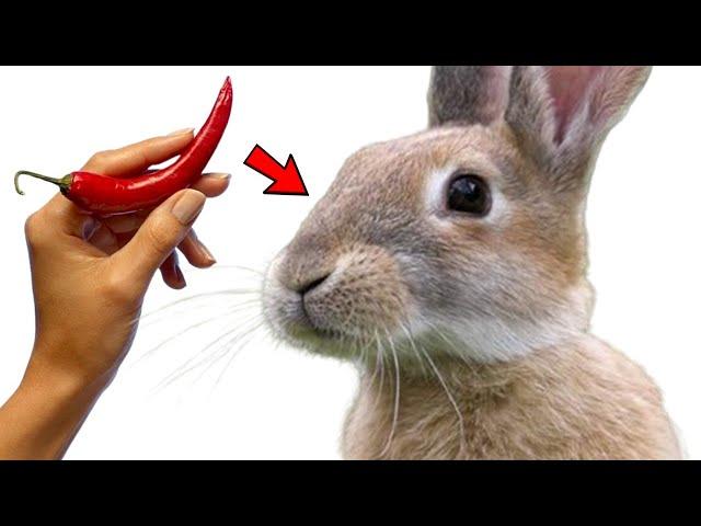 How to Get Rid of Rabbits in Your Yard & Garden Naturally