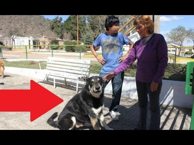 I Knew Dogs Were Loyal Pets, But This Is Beyond Anything I Have Ever Seen !