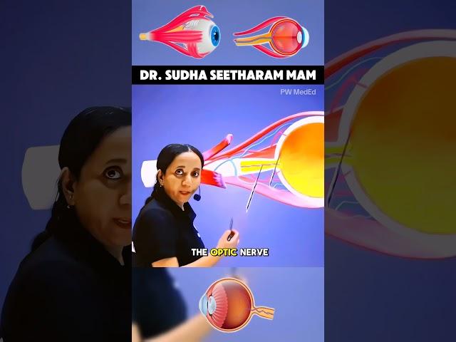 3D diagram of eye - pw meded app #meded #pwmeded #physicswallah #neet #neetpg #neetaspirents_