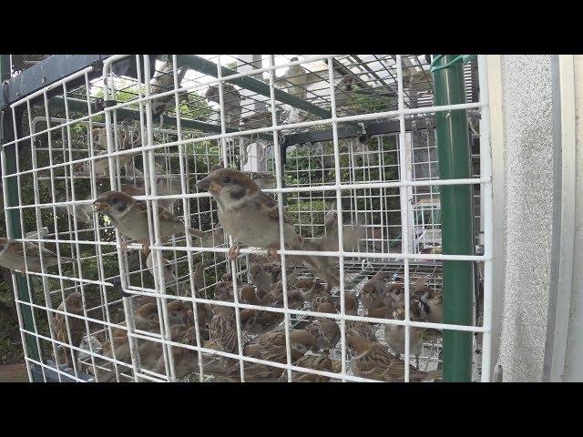 スズメ食堂が満員です