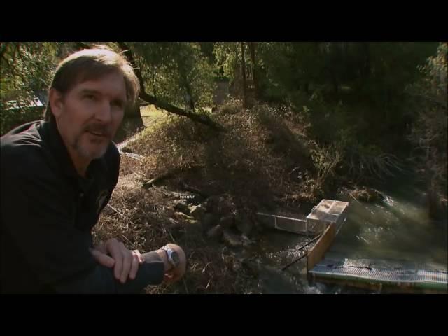 California's Lost Salmon - KQED QUEST