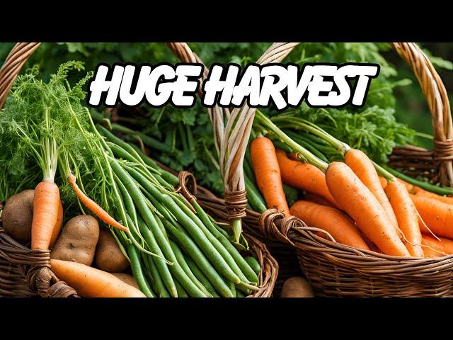 Harvesting a TON of Peppers, Carrots and Potatoes & DIY Calendula Cream