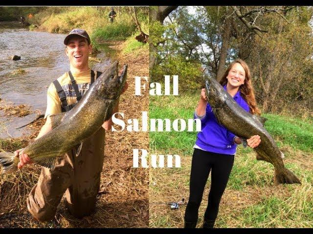 Fall Salmon Run out of Lake Michigan