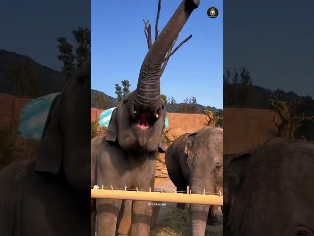 What does an elephant do with its trunk
