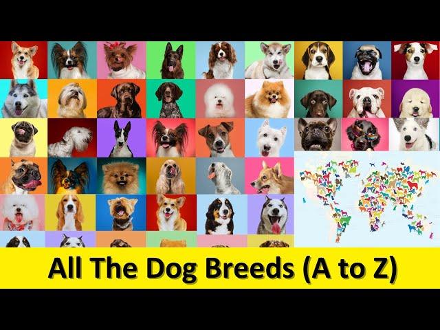 All The Famous Dog Breeds And Originating Countries - Pet life lk