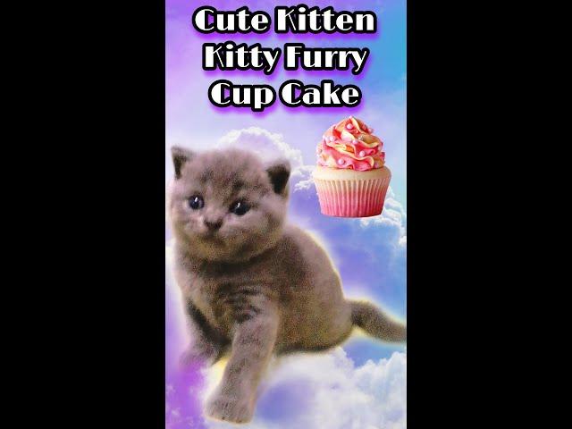 Cute Kitten - Kitty Furry - Vlog 1. Cup Cake 1