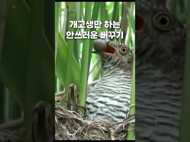알고 보면 불쌍한 동물 뻐꾸기 #탁란 #성공확률