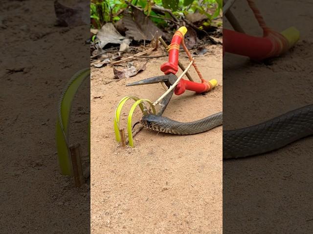 DIY Snake Trap #shortvideo #snaketrap #camping