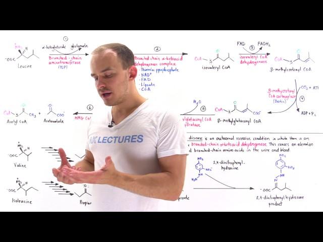 Metabolism of Branched Chain Amino Acids