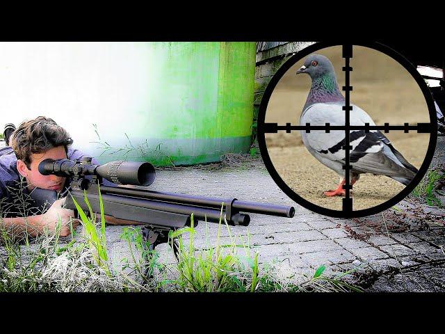 Farm Pest Control with .25 cal PCP Air Rifle (Scope Cam)